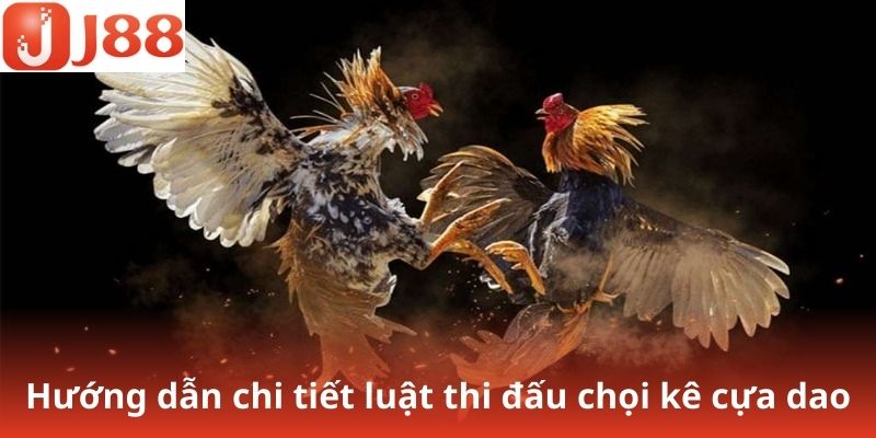 Hướng dẫn chi tiết luật thi đấu chọi kê cựa dao